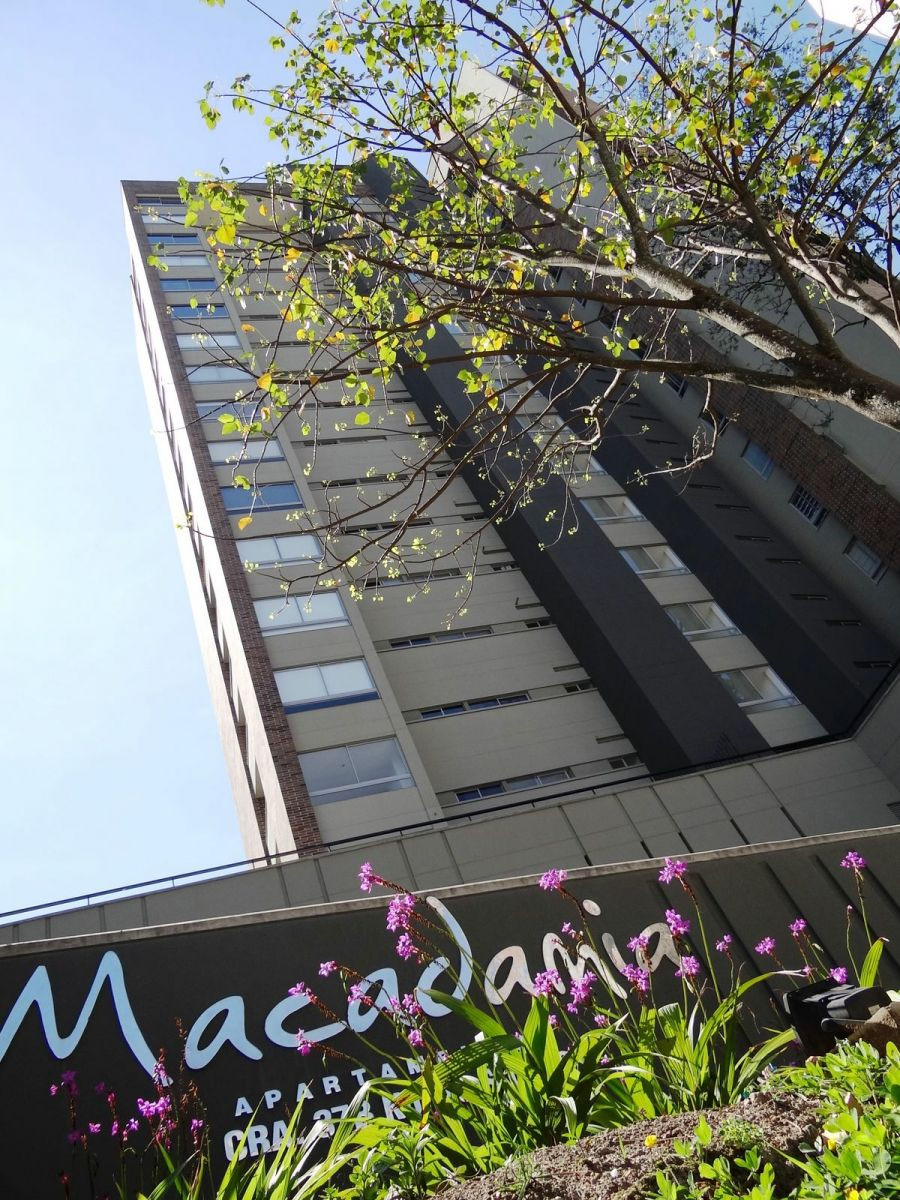 Macadamia